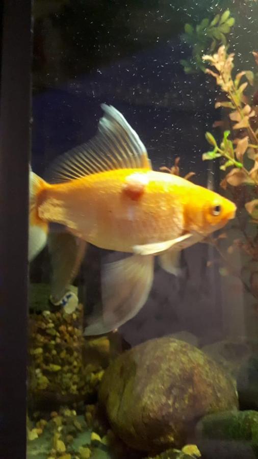 Aquarium Leilighet Tbilisi Eksteriør bilde
